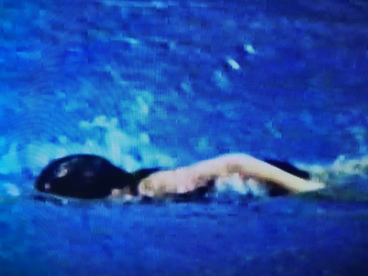 Within Close Range:&nbsp;Laps