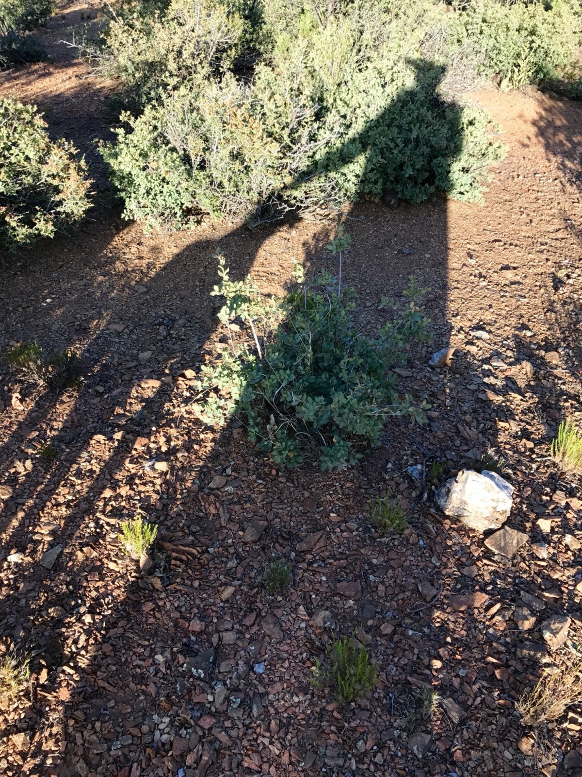 shadows